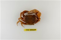 藏品(黃灰澤蟹)的圖片